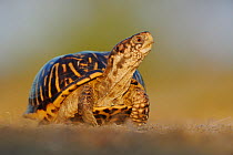 Portrait of Ornate Box Turtle (Terrapene ornata) Sinton, Corpus Christi, Coastal Bend, Texas Coast, USA