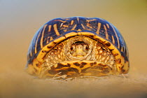 Portrait of Ornate Box Turtle (Terrapene ornata) with head retracted into shell. Sinton, Corpus Christi, Coastal Bend, Texas Coast, USA