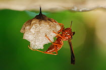 Close up of Paper Wasp (Polistes sp.) on nest, Fennessey Ranch, Refugio, Coastal Bend, Texas Coast, USA