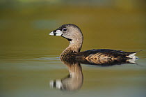 Pied-billed Grebe (Podilymbus podiceps) on water with reflections. Fennessey Ranch, Refugio, Coastal Bend, Texas Coast, USA