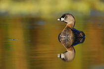 Pied-billed Grebe (Podilymbus podiceps) on water with reflections, Fennessey Ranch, Refugio, Coastal Bend, Texas Coast, USA