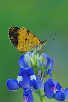 Pearl Crescent butterfly (Phyciodes tharos) at rest on Texas Bluebonnet (Lupinus texensis) Fennessey Ranch, Refugio, Corpus Christi, Coastal Bend, Texas Coast, USA