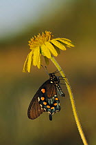 Pipevine Swallowtail butterfly (Battus philenor) covered in dew at rest on flower, Fennessey Ranch, Refugio, Coastal Bend, Texas, USA