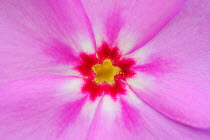 Detail of Pointed Phlox (Phlox cuspidata) flower, Fennessey Ranch, Refugio, Corpus Christi, Coastal Bend, Texas Coast, USA