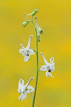 Prairie Larkspur (Delphinium virescens) in flower, Fennessey Ranch, Refugio, Corpus Christi, Coastal Bend, Texas Coast, USA