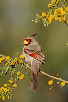 Pyrrhuloxia (Cardinalis sinuatus) male perched on blooming Huisache tree (Acacia farnesiana) Dinero, Lake Corpus Christi, South Texas, USA