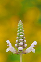 Flower head of Rattlesnake flower (Brazoria truncata) Fennessey Ranch, Refugio, Coastal Bend, Texas Coast, USA