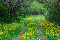 Ranch road with Huisache Daisies (Amblyolepis setigera) Fennessey Ranch, Refugio, Coastal Bend, Texas, USA