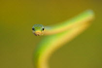 Rough Green Snake (Opheodrys aestivus) head portrait, Refugio, Coastel Bend, Texas, USA