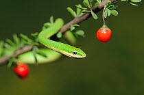 Rough Green Snake (Opheodrys aestivus) head portrait climbing berry bush, Refugio, Fennessey Ranch, Refugio, Coastal Bend, Texas, USA