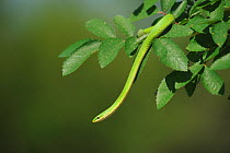 Rough Green Snake (Opheodrys aestivus) climbing in tree, Refugio, Coastel Bend, Texas, USA
