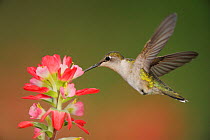 Ruby-throated Hummingbird (Archilochus colubris) female feeding on flowering Texas Paintbrush (Castilleja indivisa) Fennessey Ranch, Refugio, Coastal Bend, Texas Coast, USA