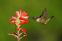 Ruby-throated Hummingbird (Archilochus colubris) male feeding on flowering Texas Paintbrush (Castilleja indivisa) Fennessey Ranch, Refugio, Coastal Bend, Texas Coast, USA