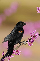 Red-winged Blackbird (Agelaius phoeniceus) male perched in flowering Eastern Redbud (Cercis canadensis) Dinero, Lake Corpus Christi, South Texas, USA
