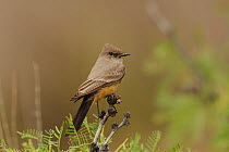 Say's Phoebe (Sayornis saya) perched in on branch, Chisos Basin, Chisos Mountains, Big Bend National Park, Chihuahuan Desert, West Texas, USA