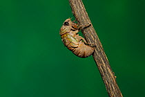 Superb Green Cicada (Tibicen superba) adult emerging from nymph skin, New Braunfels, San Antonio, Hill Country, Central Texas, USA (Sequence 1/25)