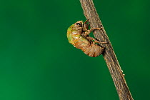 Superb Green Cicada (Tibicen superba) adult emerging from nymph skin, New Braunfels, San Antonio, Hill Country, Central Texas, USA (Sequence 2/25)