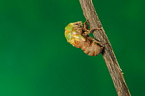 Superb Green Cicada (Tibicen superba) adult emerging from nymph skin, New Braunfels, San Antonio, Hill Country, Central Texas, USA (Sequence 3/25)