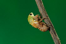 Superb Green Cicada (Tibicen superba) adult emerging from nymph skin, New Braunfels, San Antonio, Hill Country, Central Texas, USA (Sequence 4/25)
