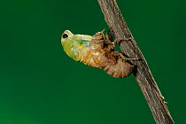 Superb Green Cicada (Tibicen superba) adult emerging from nymph skin, New Braunfels, San Antonio, Hill Country, Central Texas, USA (Sequence 5/25)