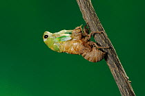 Superb Green Cicada (Tibicen superba) adult emerging from nymph skin, New Braunfels, San Antonio, Hill Country, Central Texas, USA (Sequence 6/25)