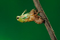 Superb Green Cicada (Tibicen superba) adult emerging from nymph skin, New Braunfels, San Antonio, Hill Country, Central Texas, USA (Sequence 7/25)