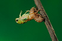 Superb Green Cicada (Tibicen superba) adult emerging from nymph skin, New Braunfels, San Antonio, Hill Country, Central Texas, USA (Sequence 8/25)
