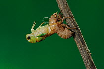 Superb Green Cicada (Tibicen superba) adult emerging from nymph skin, New Braunfels, San Antonio, Hill Country, Central Texas, USA (Sequence 9/25)
