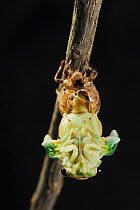 Superb Green Cicada (Tibicen superba) adult emerging from nymph skin, New Braunfels, San Antonio, Hill Country, Central Texas, USA (Sequence 10/25)