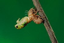 Superb Green Cicada (Tibicen superba) adult emerging from nymph skin, New Braunfels, San Antonio, Hill Country, Central Texas, USA (Sequence 11/25)