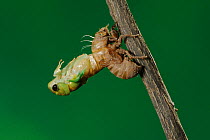 Superb Green Cicada (Tibicen superba) adult emerging from nymph skin, New Braunfels, San Antonio, Hill Country, Central Texas, USA (Sequence 12/25)