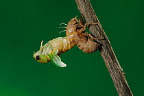 Superb Green Cicada (Tibicen superba) adult emerging from nymph skin, New Braunfels, San Antonio, Hill Country, Central Texas, USA (Sequence 13/25)