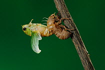 Superb Green Cicada (Tibicen superba) adult emerging from nymph skin, New Braunfels, San Antonio, Hill Country, Central Texas, USA (Sequence 14/25)