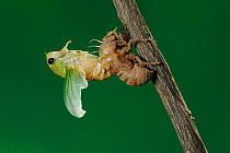 Superb Green Cicada (Tibicen superba) adult emerging from nymph skin, New Braunfels, San Antonio, Hill Country, Central Texas, USA (Sequence 15/25)