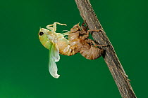Superb Green Cicada (Tibicen superba) adult emerging from nymph skin, New Braunfels, San Antonio, Hill Country, Central Texas, USA (Sequence 16/25)
