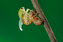 Superb Green Cicada (Tibicen superba) adult emerging from nymph skin, New Braunfels, San Antonio, Hill Country, Central Texas, USA (Sequence 17/25)