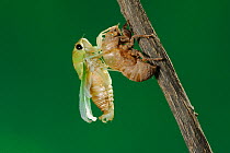 Superb Green Cicada (Tibicen superba) adult emerging from nymph skin, New Braunfels, San Antonio, Hill Country, Central Texas, USA (Sequence 18/25)