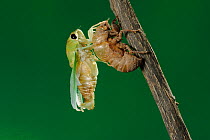 Superb Green Cicada (Tibicen superba) adult emerging from nymph skin, New Braunfels, San Antonio, Hill Country, Central Texas, USA (Sequence 19/25)