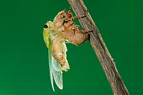 Superb Green Cicada (Tibicen superba) adult emerging from nymph skin, New Braunfels, San Antonio, Hill Country, Central Texas, USA (Sequence 20/25)