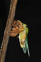Superb Green Cicada (Tibicen superba) adult emerging from nymph skin, New Braunfels, San Antonio, Hill Country, Central Texas, USA (Sequence 21/25)
