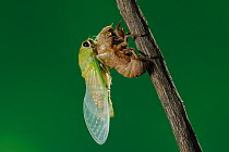 Superb Green Cicada (Tibicen superba) adult emerging from nymph skin, New Braunfels, San Antonio, Hill Country, Central Texas, USA (Sequence 22/25)