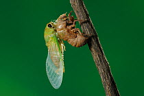 Superb Green Cicada (Tibicen superba) adult emerging from nymph skin, New Braunfels, San Antonio, Hill Country, Central Texas, USA (Sequence 23/25)