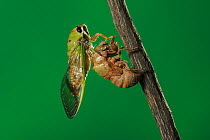 Superb Green Cicada (Tibicen superba) adult newly emerged from nymph skin, New Braunfels, San Antonio, Hill Country, Central Texas, USA (Sequence 24/25)