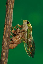 Superb Green Cicada (Tibicen superba) adult newly emerged from nymph skin, New Braunfels, San Antonio, Hill Country, Central Texas, USA (Sequence 25/25)