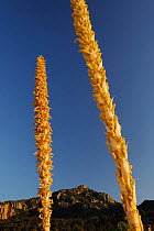 Green / Desert Sotol (Dasylirion liophyllum) in flower, Big Bend National Park, Chihuahuan Desert, Texas, USA