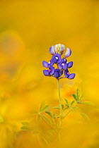 Texas Bluebonnet (Lupinus texensis) flowering in wildflower field, Fennessey Ranch, Refugio, Coastal Bend, Texas Coast, USA