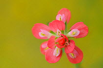 Close up of Texas Paintbrush (Castilleja indivisa) flowering, Fennessey Ranch, Refugio, Coastal Bend, Texas Coast, USA