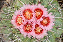 Texas horse crippler cactus (Echinocactus texensis) in flower, Coastal Bend, Texas Coast, USA