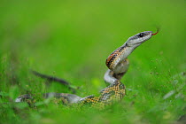 Texas Rat Snake (Elaphe obsoleta lindheimeri) flicking tongue in defense posture, Fennessey Ranch, Refugio, Coastal Bend, Texas Coast, USA