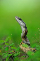 Texas Rat Snake (Elaphe obsoleta lindheimeri) in defense posture, Fennessey Ranch, Refugio, Coastal Bend, Texas Coast, USA